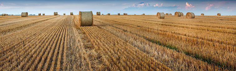 panoramic view of field after harvest and straw cylinders bales