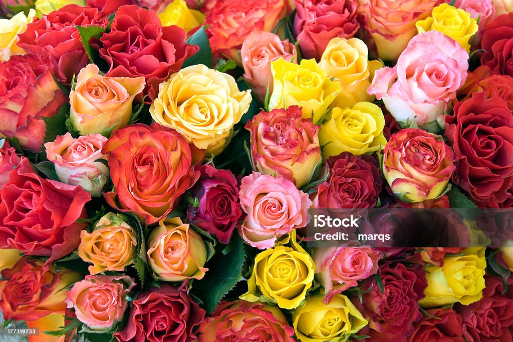 Rosen - Lizenzfrei Baumblüte Stock-Foto