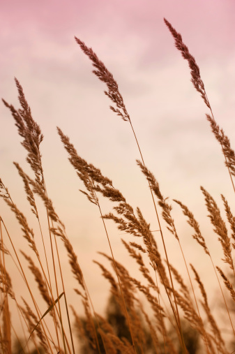 Vertical photo of tall grass on a background of pink heaven