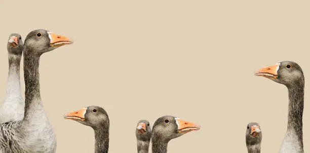 Photo of Geese. Light background. Minimal bizarre composition. Funny topic