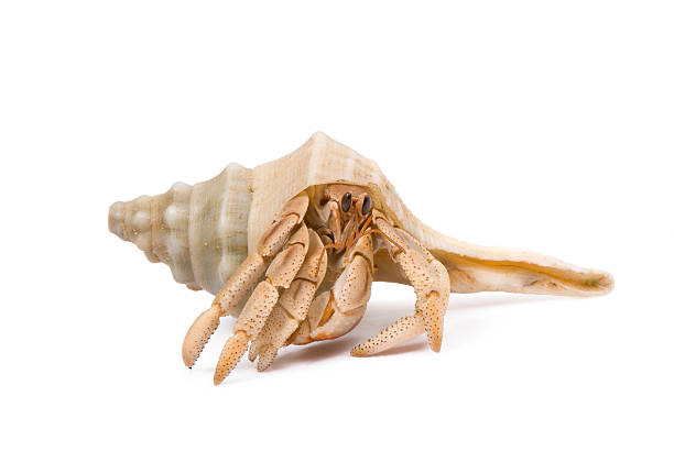 집게 기어가기 흰색 배경. - hermit crab pets animal leg shell 뉴스 사진 이미지