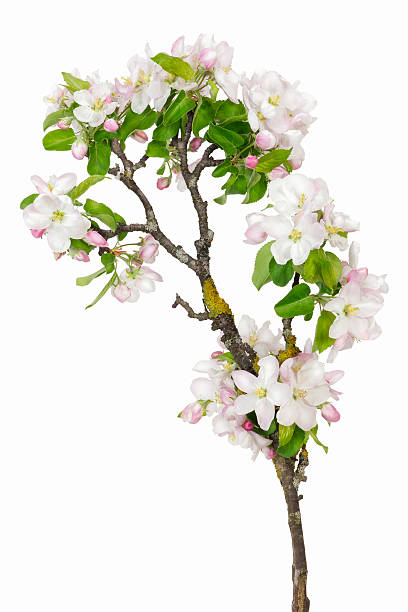 istock Old apple tree new flowers isolated 177319868