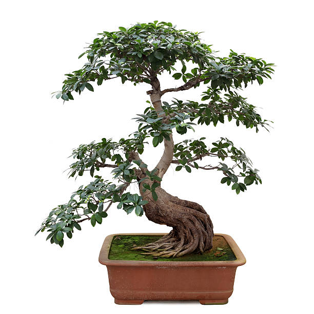 bonsai banyan tree "bonsai tree isolated on white, miniature banyan tree" chinese banyan bonsai stock pictures, royalty-free photos & images
