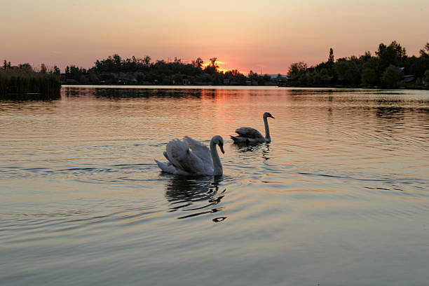 istock swan on lake at sunset 177320113