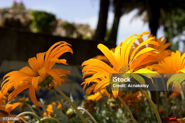 Flovers - Fotografias de stock e mais imagens de Amarelo - Amarelo, Beleza natural, Cabeça de Flor