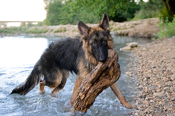 berger allemand dans l'eau - dog retrieving german shepherd pets photos et images de collection