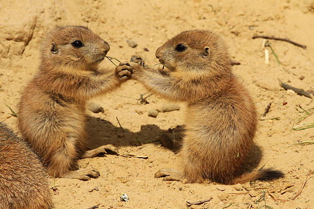 istock Two baby prairie dogs eating together 177320585