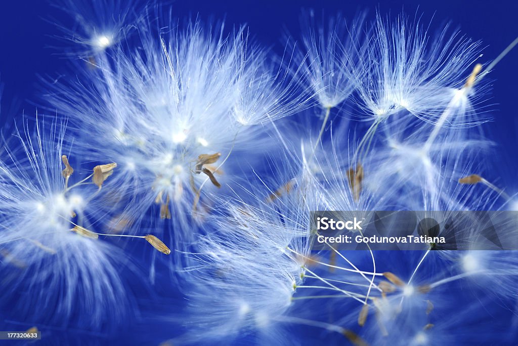 Dandelion Macro of dandelion seeds Blue Stock Photo