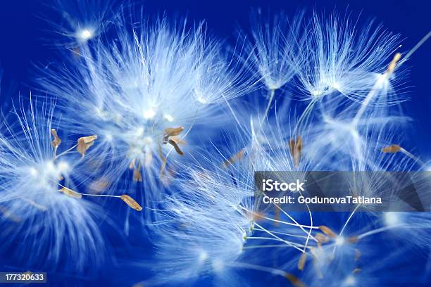 Dandelion Stock Photo - Download Image Now - Blue, Cycle - Vehicle, Dandelion Seed