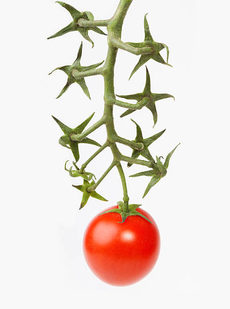 Tomato on the vine stock photo