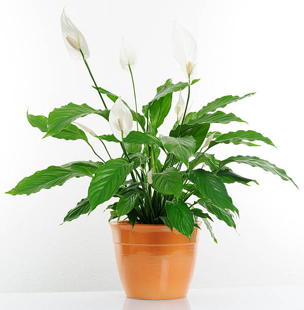 White orchid house plant in orange pot beautiful houseplant in the orange pot peace lily photos stock pictures, royalty-free photos & images