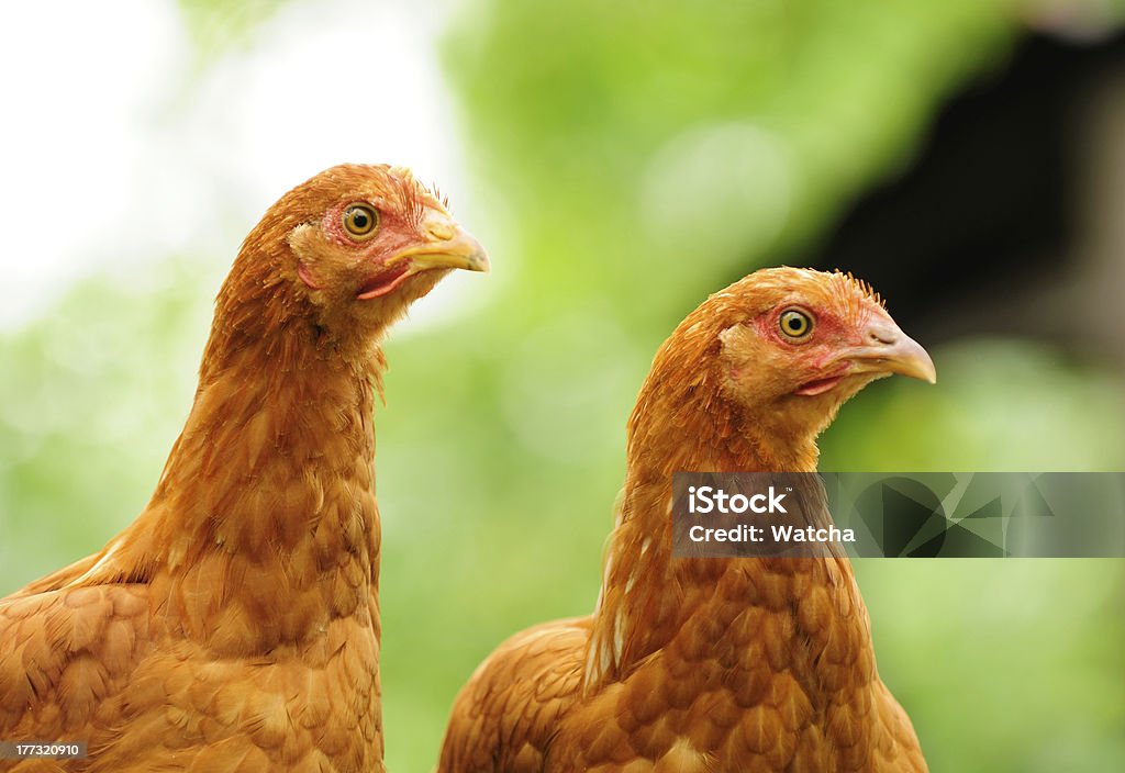 Galinhas dois vermelho - Foto de stock de Agricultura royalty-free