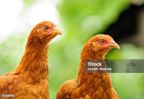 Две Красные Chickens — стоковые фотографии и другие картинки Без людей - Без людей, Всматриваться, Горизонтальный