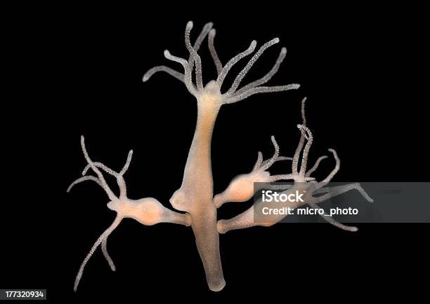 Hydra Vulgaris Freshwater Hydroid Stock Photo - Download Image Now - Hydra - Polyp Corals, Hydroid, Animal