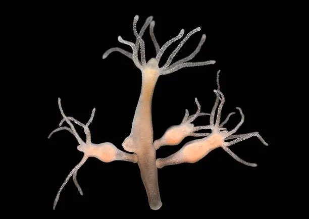 Photo of Hydra vulgaris - freshwater hydroid