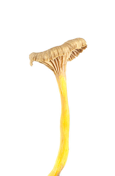 cogumelo chanterelle isolado no fundo branco - yellowfoot - fotografias e filmes do acervo