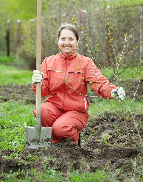 istock Mature woman with spade and sprouts 177321060