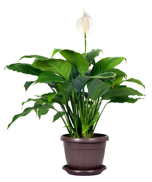 istock Houseplant - Spathiphyllum floribundum (Peace Lily) 177321105