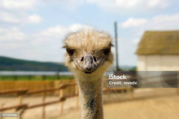 Ostrich Glance Stock Photo - Download Image Now - Animal, Animal Body Part, Animal Eye