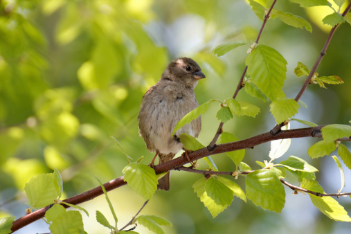 A little sparrow sitting in the sun on a fresh branch of brich.