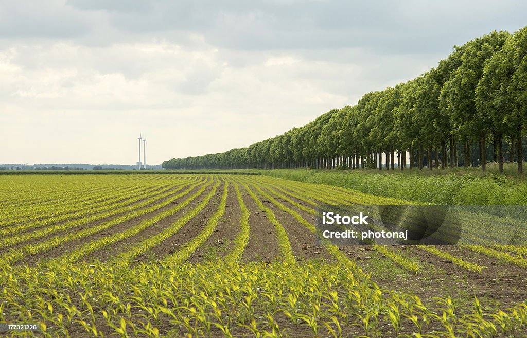 Кукурузный только начинает расти - Стоковые фото Без людей роялти-фри