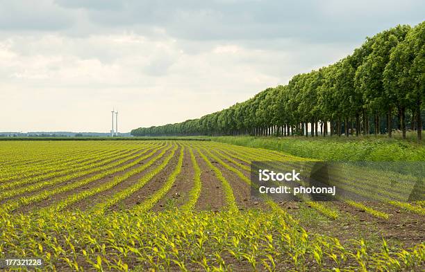Кукурузный Только Начинает Расти — стоковые фотографии и другие картинки Без людей - Без людей, В ряд, Весна