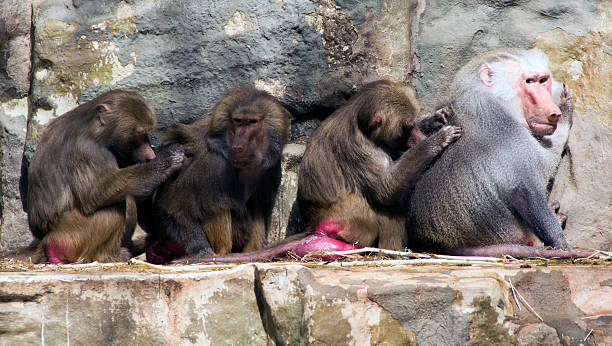 Babboons - All in the family stock photo