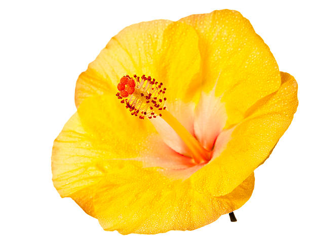 yellow hibiscus flower stock photo