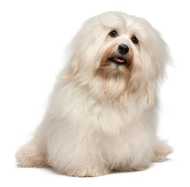 istock Cute sitting cream Havanese dog 177322170