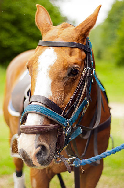 istock Horse portrait wearing it's tack 177322236