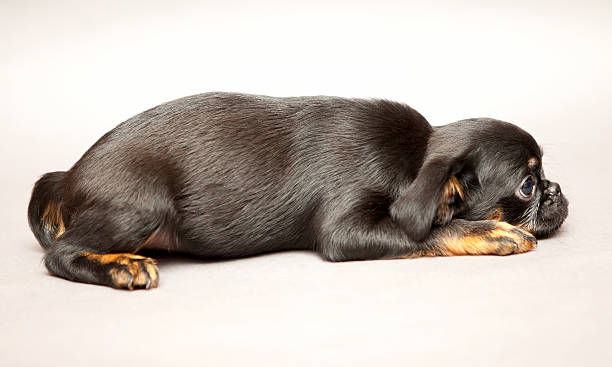lying puppy Griffon Brabanson "Little puppy of breed Griffon Brabanson, lies" brussels griffon dog lying down stock pictures, royalty-free photos & images