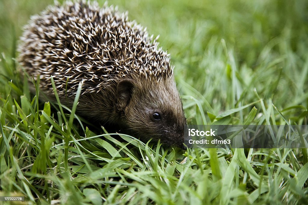 Hérisson Marcher sur l'herbe - Photo de Bétail libre de droits