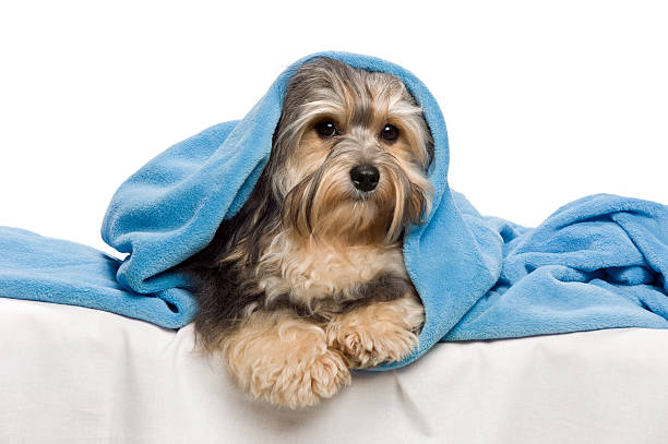 istock Cute Havanese dog lying on bed wrapped in blue blanket 177322861