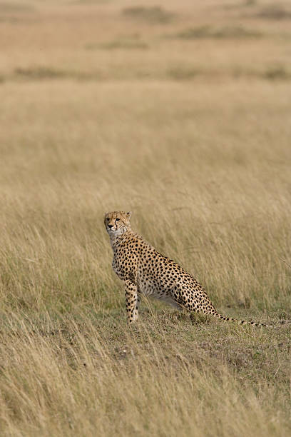 istock Female Cheetah looking over the Masai Mara 177322886