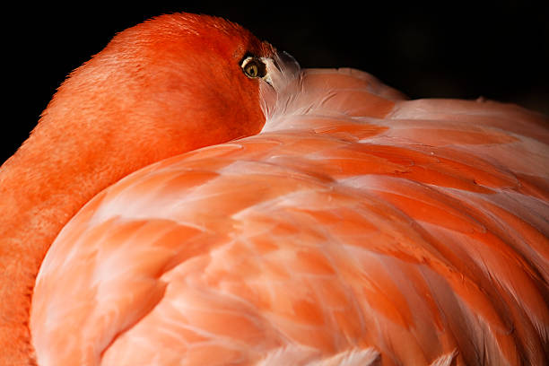 istock Close-up of a pink flamingo 177322949