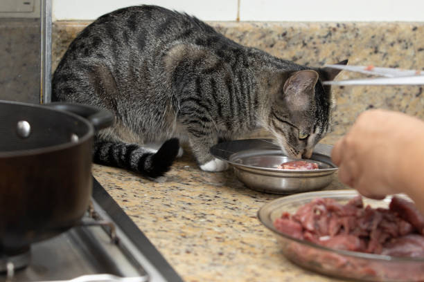 istock Domestic cat eating raw meat 1773230073