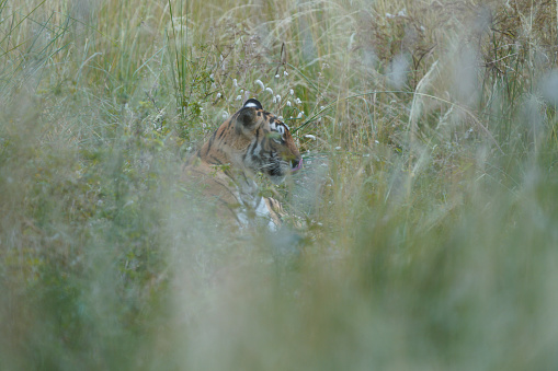 Tiger in the grass on a hunt