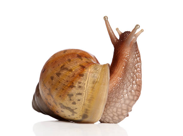 istock Garden Snail on white background 177323229