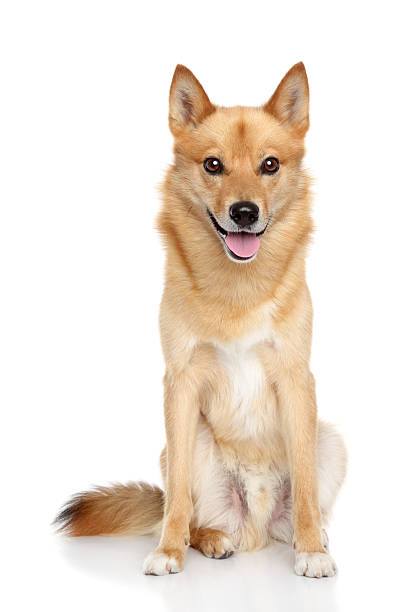 Finnish spitz on white background  finnish spitz stock pictures, royalty-free photos & images