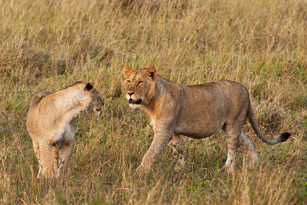 istock Young male lion and a lioness 177323484