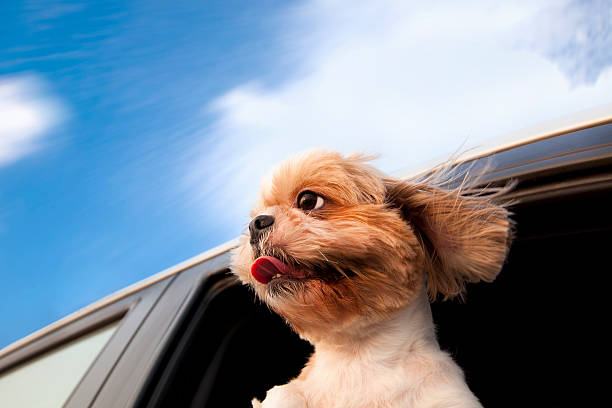 Dog in a Car Window Dog in a Car Window and enjoy road trip windspeed stock pictures, royalty-free photos & images