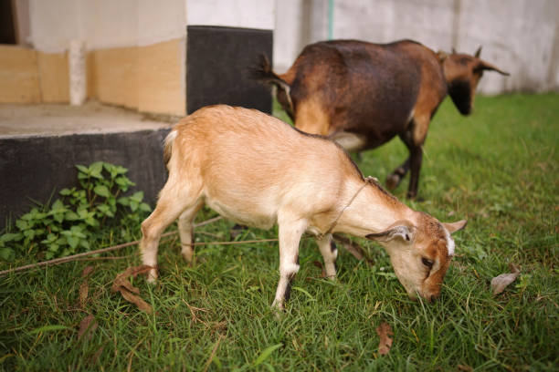 Cute  goats eat grass in the field | animal _grass_nature