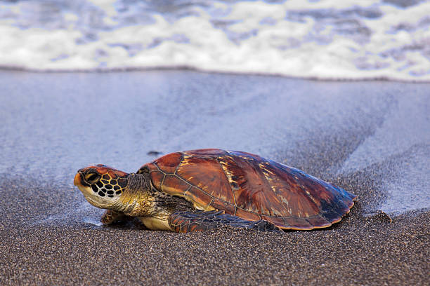 tortuga de carey (hawksbill turtle) en la playa - hawksbill turtle fotografías e imágenes de stock