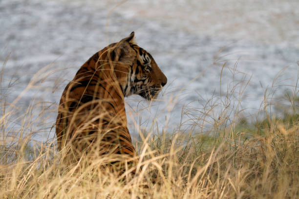 Bengal Tiger in India Tiger eyeing prey - on a hunt prowling stock pictures, royalty-free photos & images