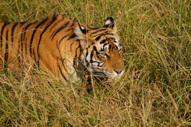 istock Bengal Tiger in India 1773239354