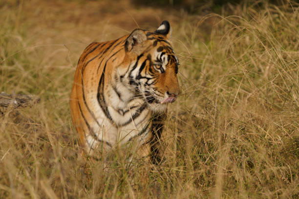 istock Bengal Tiger in India 1773239359