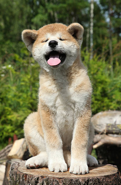 istock Akita inu puppy on a tree stump 177324033