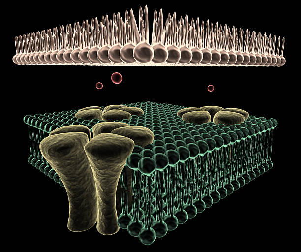 canali ionici di una cella - acetylcholine foto e immagini stock