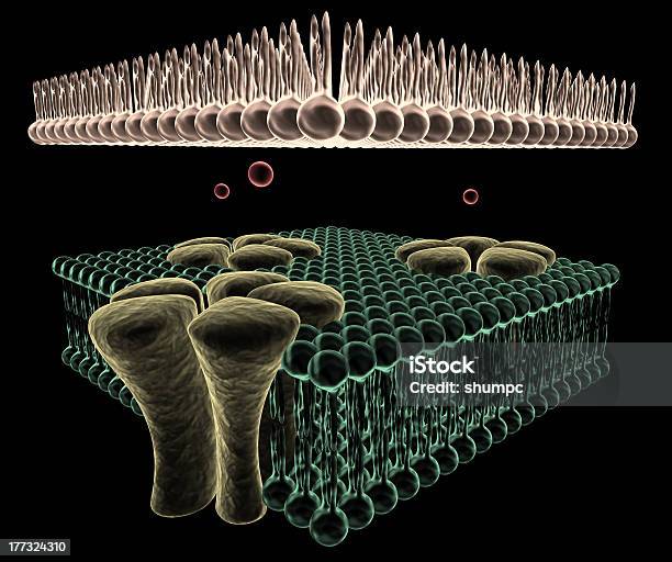 Ионных Каналам Клетка — стоковые фотографии и другие картинки Ацетилхолин - Ацетилхолин, Рецептор, Биология