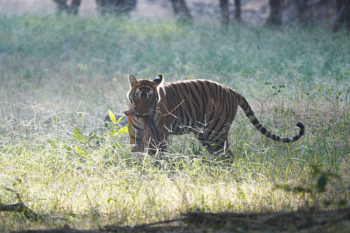 Tiger catching a baby fawn chital deer